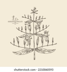Hintergrund mit Andrographis paniculata: andrographis paniculata Pflanzen, Blätter und andrographis paniculata Blumen. Kosmetische und medizinische Pflanze. Vektorgrafik, handgezeichnet.