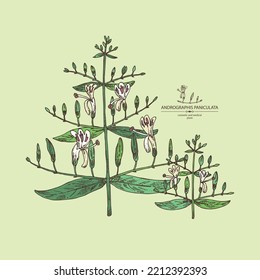 Background with andrographis paniculata: andrographis paniculata plant, leaves and andrographis paniculata flowers. Cosmetic and medical plant. Vector hand drawn illustration.