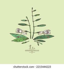  Hintergrund mit Andrographis paniculata: andrographis paniculata Pflanzen, Blätter und andrographis paniculata Blumen. Kosmetische und medizinische Pflanze. Vektorgrafik, handgezeichnet.