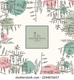 Hintergrund mit Andrographis paniculata: andrographis paniculata Pflanzen, Blätter und andrographis paniculata Blumen. Kosmetische und medizinische Pflanze. Vektorgrafik, handgezeichnet.