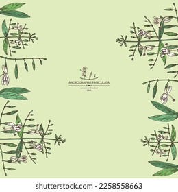 Antecedentes con andrografías paniculata: andrographis paniculata planta, hojas y andrografías paniculata flores. Planta cosmética y médica. Ilustración dibujada a mano por vectores.