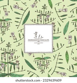 Antecedentes con andrografías paniculata: andrographis paniculata planta, hojas y andrografías paniculata flores. Planta cosmética y médica. Ilustración dibujada a mano por vectores.