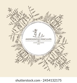 Antecedentes con andrographis paniculata: planta andrographis paniculata, hojas y flores andrographis paniculata. Planta cosmética y médica. Vector dibujado a mano ilustración.