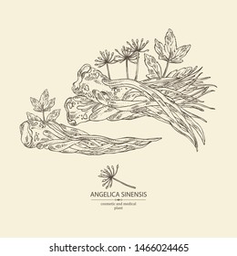 Background with angelica sinensis: angelica root and plant with flower. Cosmetic and medical plant. Vector hand drawn illustration.