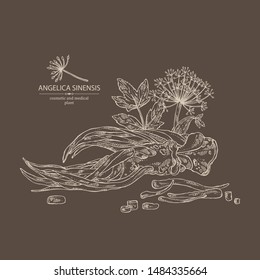Background with angelica sinensis: angelica root and plant. Cosmetic and medical plant. Vector hand drawn illustration.