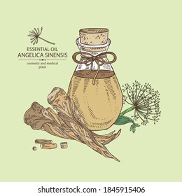 Background with angelica sinensis root , plant  and bottle of angelica essential oil. Cosmetic, perfumery and medical plant. Vector hand drawn illustration.