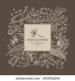 Background with angelica sinensis: angelica root and plant. Oil, soap and bath salt . Cosmetics and medical plant. Vector hand drawn illustration