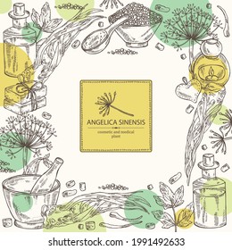 Background with angelica sinensis: angelica root and plant. Oil, soap and bath salt . Cosmetics and medical plant. Vector hand drawn illustration