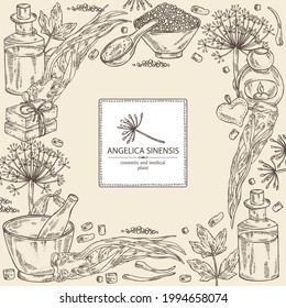 Background with angelica sinensis: angelica root and plant. Oil, soap and bath salt . Cosmetics and medical plant. Vector hand drawn illustration