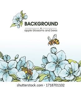 Background with apple flowers and bees.  Detailed hand-drawn sketches, vector botanical illustration. 