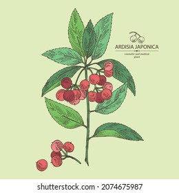 Background with ardisia japonica: leaves, ardisia japonica berries and ardisia plant.Cosmetic, perfumery and medical plant. Vector hand drawn illustration.