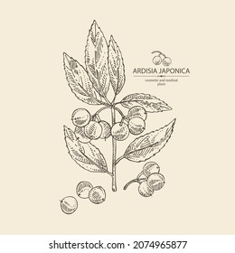 Background with ardisia japonica: leaves, ardisia japonica berries and ardisia plant. Cosmetic, perfumery and medical plant. Vector hand drawn illustration.