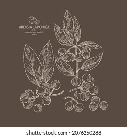 Background with ardisia japonica: leaves, ardisia japonica berries and ardisia plant. Cosmetic, perfumery and medical plant. Vector hand drawn illustration.