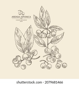 Background with ardisia japonica: leaves, ardisia japonicaberries and ardisia plant. Oregano. Herbs and spices. Cosmetic, perfumery and medical plant. Vector hand drawn illustration.