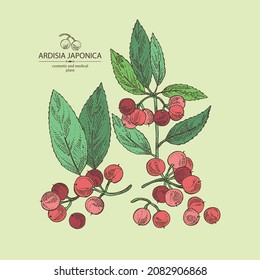 Background with ardisia japonica: leaves, ardisia japonicaberries and ardisia plant. Oregano. Herbs and spices. Cosmetic, perfumery and medical plant. Vector hand drawn illustration.