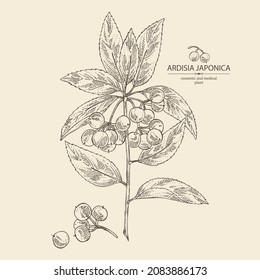 Background with ardisia japonica: leaves, ardisia japonicaberries and ardisia plant. Oregano. Herbs and spices. Cosmetic, perfumery and medical plant. Vector hand drawn illustration.