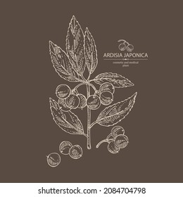 Background with ardisia japonica: leaves, ardisia japonicaberries and ardisia plant. Oregano. Herbs and spices. Cosmetic, perfumery and medical plant. Vector hand drawn illustration.