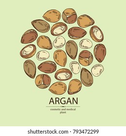Background with argan: leaves and argan nuts. Cosmetic and medical plant. Vector hand drawn illustration. 