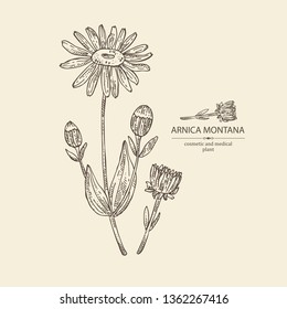 Background with arnica montana: arnica flower and leaves. Cosmetic and medical plant. Vector hand drawn illustration