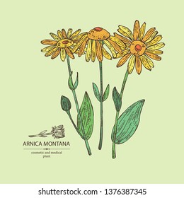 Background with arnica montana: arnica flower and leaves. Cosmetic and medical plant. Vector hand drawn illustration