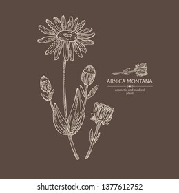 Background with arnica montana: arnica flower and leaves. Cosmetic and medical plant. Vector hand drawn illustration