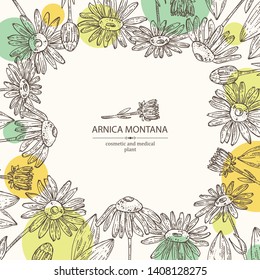 Background with arnica montana: arnica flower and leaves. Cosmetic and medical plant. Vector hand drawn illustration