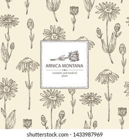 Background with arnica montana: arnica flower and leaves. Cosmetic and medical plant. Vector hand drawn illustration