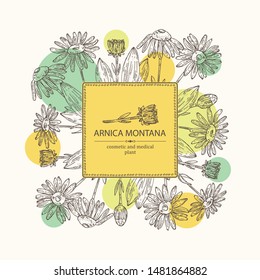 Background with arnica montana: arnica flower and leaves. Cosmetic and medical plant. Vector hand drawn illustration