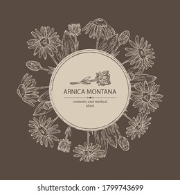 Background with arnica montana: arnica flower and leaves. Cosmetic and medical plant. Vector hand drawn illustration