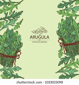 Background with arugula and bunch of arugula. Vector hand drawn illustration.