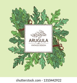 Background with arugula and bunch of arugula. Vector hand drawn illustration.