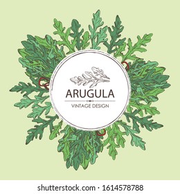 Background with arugula and bunch of arugula. Vector hand drawn illustration.