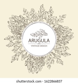 Background with arugula and bunch of arugula. Vector hand drawn illustration.