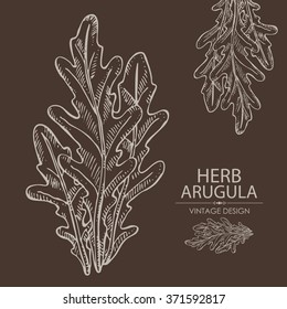 Background with arugula , hand drawn