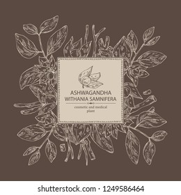 Background with ashwagandha: branch, root and berries of withania somnifera . Cosmetic and medical plant. Vector hand drawn illustration. 