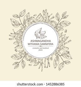 Background with ashwagandha: branch, root and berries of withania somnifera . Cosmetic and medical plant. Vector hand drawn illustration.