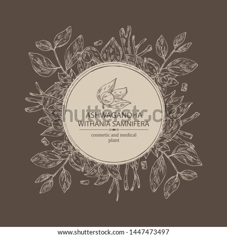 Background with ashwagandha: branch, root and berries of withania somnifera . Cosmetic and medical plant. Vector hand drawn illustration.