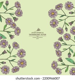 Background with aster tataricus: aster tataricus plant, leaves and aster tataricus flowers. Tatarinow's aster. Cosmetic, perfumery and medical plant. Vector hand drawn illustrat