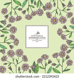 Background with aster tataricus: aster tataricus plant, leaves and aster tataricus flowers. Tatarinow's aster. Cosmetic, perfumery and medical plant. Vector hand drawn illustrat