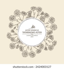 Background with aster tataricus: aster tataricus plant, leaves and aster tataricus flowers. Tatarinow's aster. Cosmetic, perfumery and medical plant. Vector hand drawn illustrat