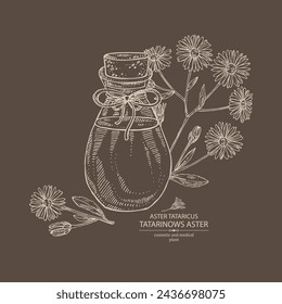 Background with  aster tataricus: plant, leaves and aster tataricus flowers and bottle of aster tataricus essential oil. Tatarinow's aster. Cosmetic, perfumery and medical plant. Vector han drawn