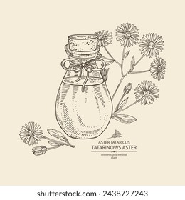 Background with  aster tataricus: plant, leaves and aster tataricus flowers and bottle of aster tataricus essential oil. Tatarinow's aster. Cosmetic, perfumery and medical plant. Vector han drawn