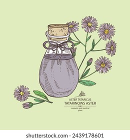 Background with  aster tataricus: plant, leaves and aster tataricus flowers and bottle of aster tataricus essential oil. Tatarinow's aster. Cosmetic, perfumery and medical plant. Vector han drawn