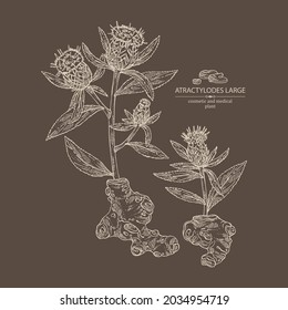 Background with atraktylodes large: plant, leaves, atraktylodes large root and atractylodes lancea flowers. Cosmetic and medical plant. Vector hand drawn illustration