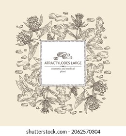 Background with atraktylodes large: plant, leaves, atraktylodes large root and atractylodes lancea flowers. Cosmetic and medical plant. Vector hand drawn illustration