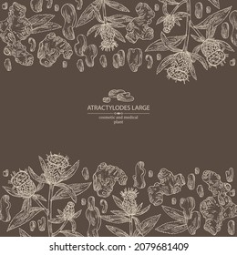 Background with atraktylodes large: plant, leaves, atraktylodes large root and atractylodes lancea flowers. Cosmetic and medical plant. Vector hand drawn illustration