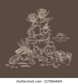 Background with atraktylodes large: plant, leaves, atraktylodes large root and atractylodes lancea flowers. Cosmetic and medical plant. Vector hand drawn illustration