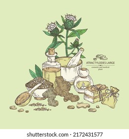 Background with atraktylodes large: plant, leaves, atraktylodes large root and atractylodes lancea flowers. Cosmetic and medical plant. Vector hand drawn illustration