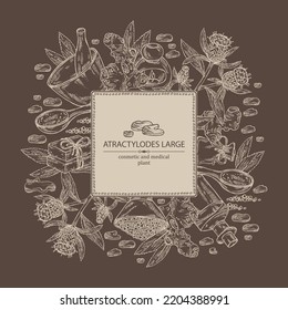Background with atraktylodes large: plant, leaves, atraktylodes large root and atractylodes lancea flowers. Cosmetic and medical plant. Vector hand drawn illustration