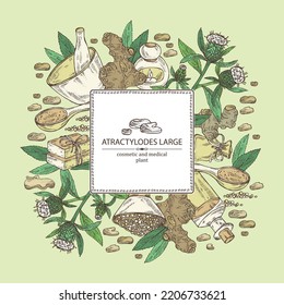 Background with atraktylodes large: plant, leaves, atraktylodes large root and atractylodes lancea flowers. Cosmetic and medical plant. Vector hand drawn illustration